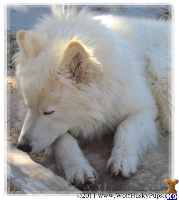 FLORIDA PUPPIES FROM $400